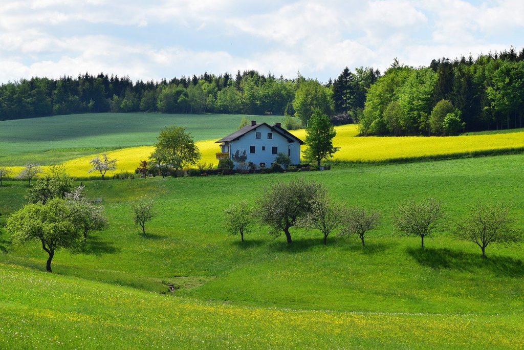 oilseed rape, spring, yellow
